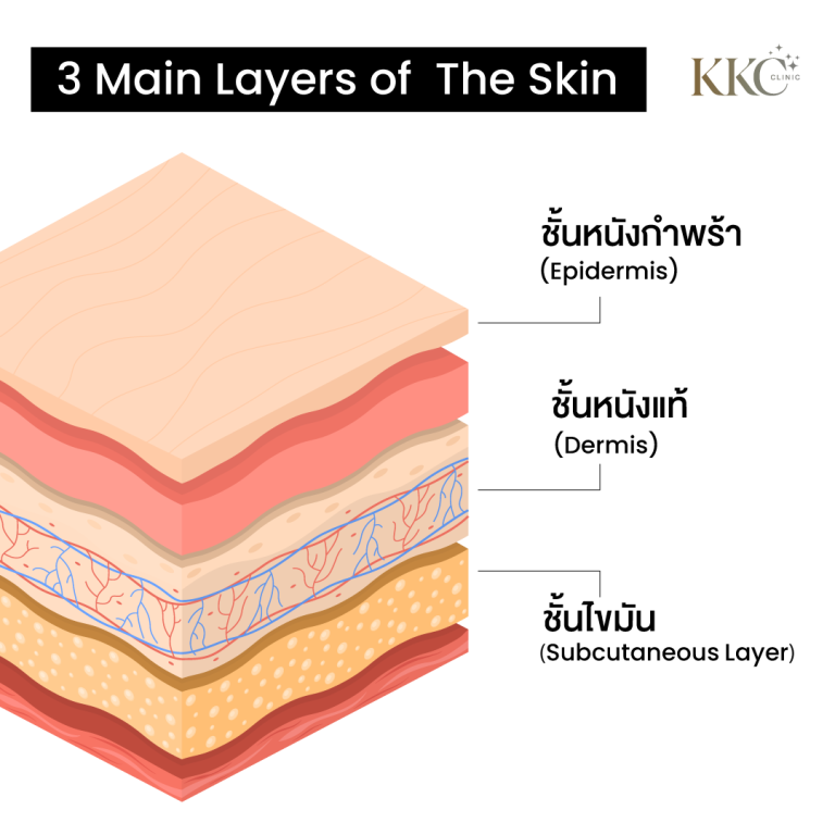 ภาพแสดงสามชั้นหลักของผิวหนัง: ชั้นหนังกำพร้า ชั้นหนังแท้ และชั้นไขมัน พร้อมคำอธิบายทั้งภาษาไทยและภาษาอังกฤษในรูปแบบที่ดูเป็นมืออาชีพ
